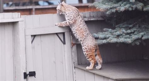 calgary bobcat plants